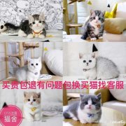 惠州宠物猫布偶海双蓝双渐层蓝猫蓝白英短美短暹罗金吉拉幼猫