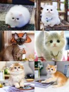 惠州宠物猫布偶海双蓝双渐层蓝猫蓝白英短美短暹罗金吉拉幼猫