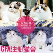 惠州宠物猫布偶海双蓝双渐层蓝猫蓝白英短美短暹罗金吉拉幼猫