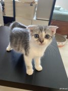 哈尔滨宠物猫美短英短蓝猫幼猫出售