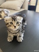 哈尔滨宠物猫美短英短蓝猫幼猫出售.