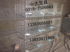 卖兔子笼鸽子笼鹌鹑笼鹧鸪笼鸡笼狗笼猫笼鸟笼运输笼狐狸笼 铁丝