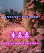 国家局核名的中字头华字头能源公司多少钱